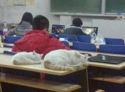 北化贪睡母女猫 萌翻网友