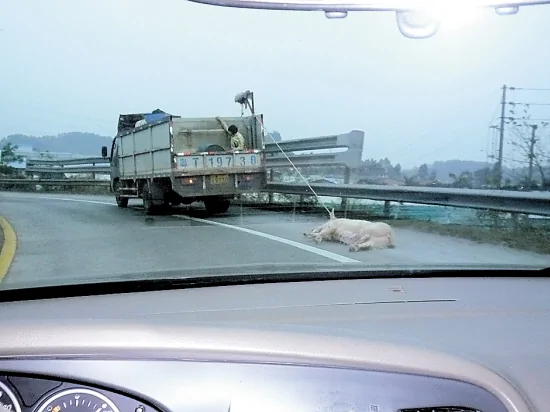 母猪在高速公路上逃脱被抓后惨遭大货车拖行而死(图)