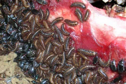 大自然中的法医：食肉甲虫啃食尸体清理骨架(组图)