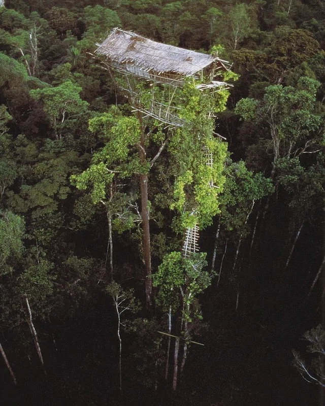 探访世界唯一居住树屋部落：房屋离地可达50米(高清组图)