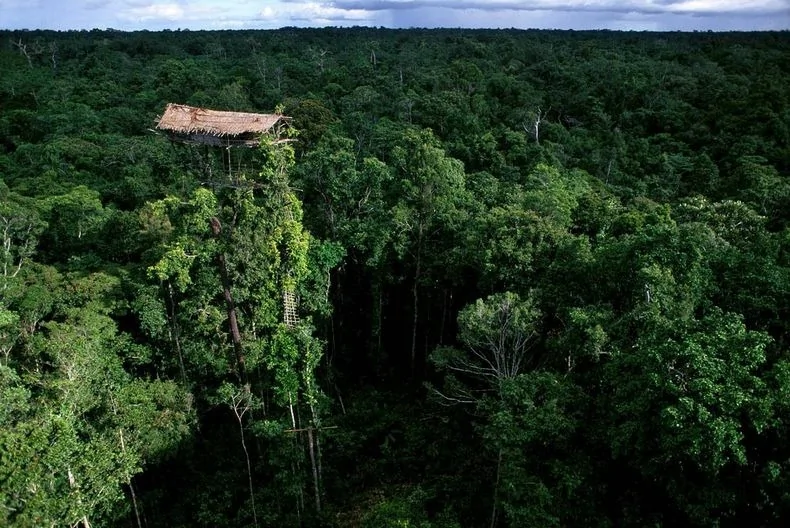 探訪世界唯一居住樹屋部落：房屋離地可達50米(高清組圖)
