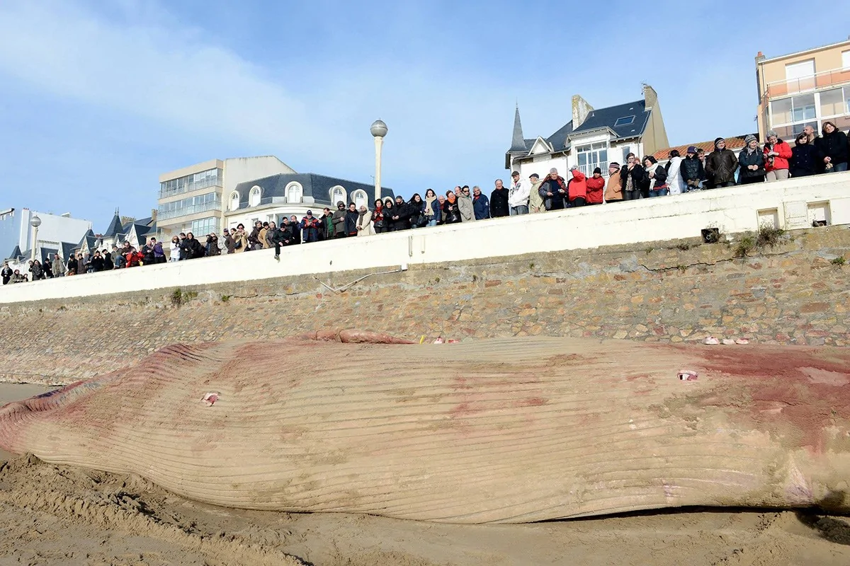 法國海灘現18米長死鯨魚屍體被切割運輸(高清組圖)