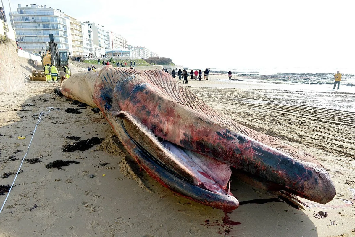 法国海滩现18米长死鲸鱼尸体被切割运输(高清组图)