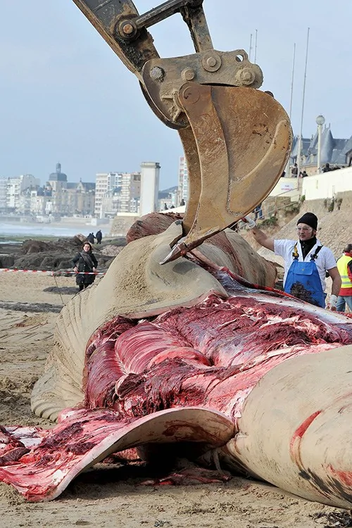 法国海滩现18米长死鲸鱼尸体被切割运输(高清组图)