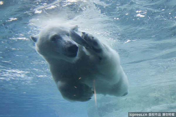 北極熊幼崽下水捕魚：動作迅猛到令人嘆為觀止(組圖)