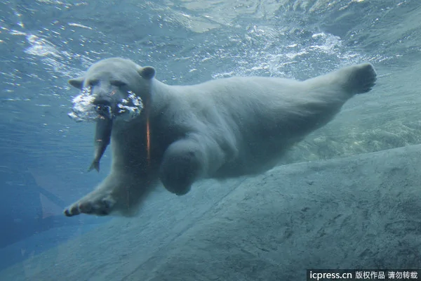 北极熊幼崽下水捕鱼：动作迅猛到令人叹为观止(组图)