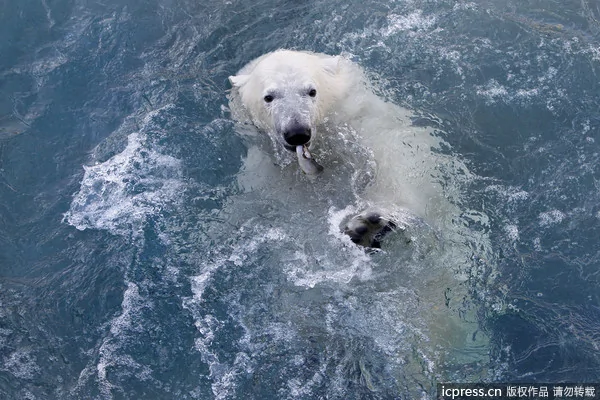 北极熊幼崽下水捕鱼：动作迅猛到令人叹为观止(组图)