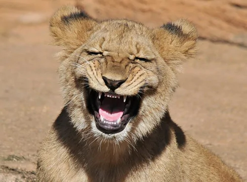狮子朝摄影师“大笑”露锋利牙齿表情夸张(图)