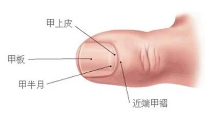 指甲周围长倒刺 身体有问题?