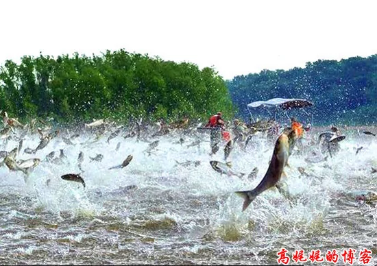 熱貼：智勇雙全的中國鯉魚美國稱霸驚動白宮斥資殲滅(圖)