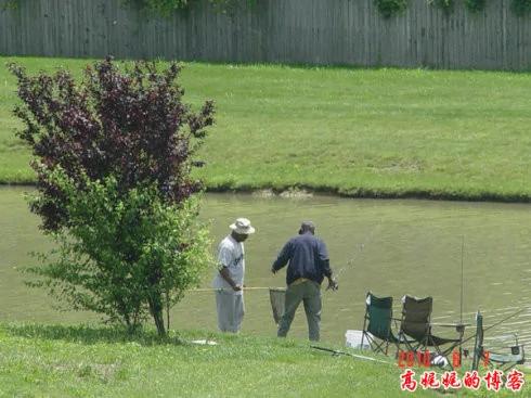 钓鱼不吃鱼,英国鲤鱼"胖妇人"被钓200次
