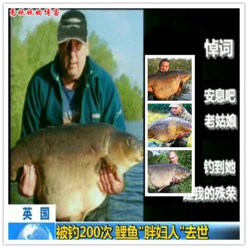 钓鱼不吃鱼,英国鲤鱼"胖妇人"被钓200次