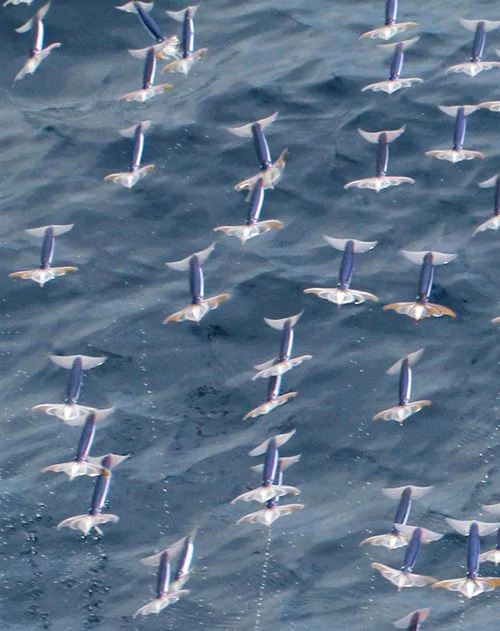 神奇！日本一大學教授拍到烏賊成群躍出海面飛行畫面(圖)