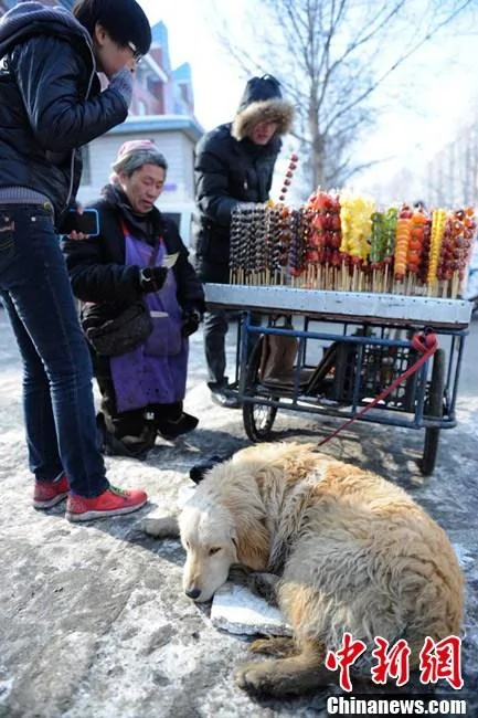 小狗對身殘主人不離不棄幫助拉車賣冰糖葫蘆(組圖)