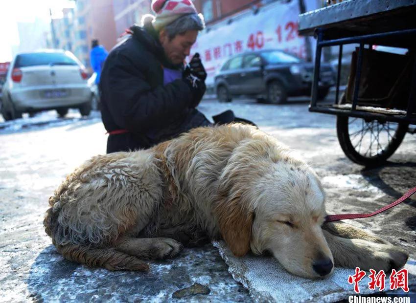 小狗对身残主人不离不弃 帮助拉车卖冰糖葫芦