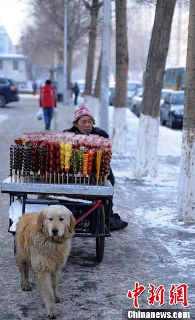 小狗对身残主人不离不弃帮助拉车卖冰糖葫芦(组图)
