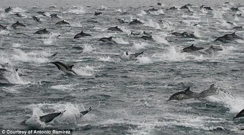 逾10萬條海豚現美國海岸躍出水面場面壯觀(圖)