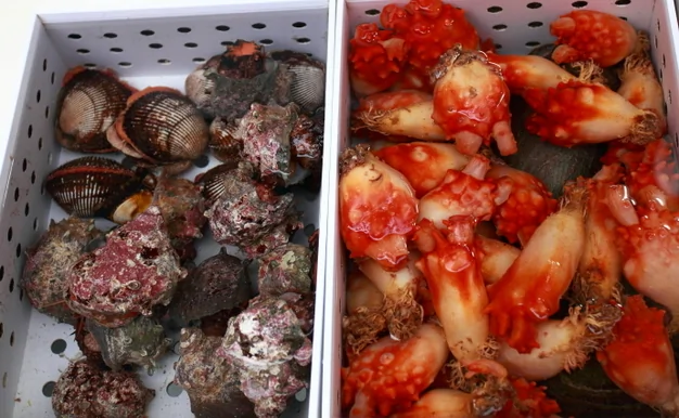 过年体验海鲜诱惑力看看韩国人怎样吃海鲜