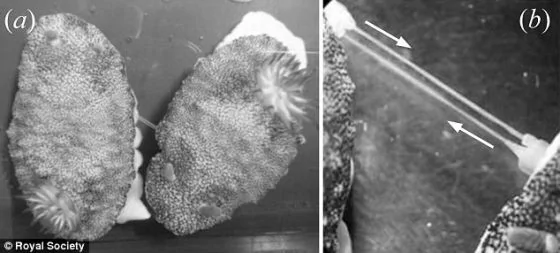 研究发现雌雄同体海蛞蝓交配后能更换新阴茎(组图)