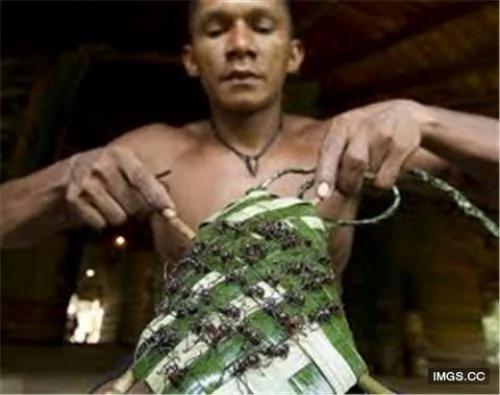惊人!亚马逊部落男子的成年礼(组图)