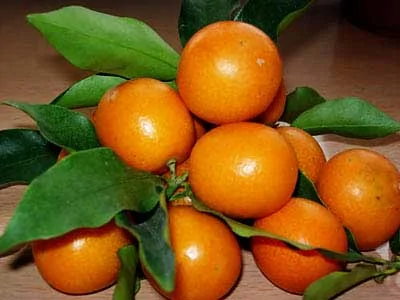 冬吃橘子四大好處
