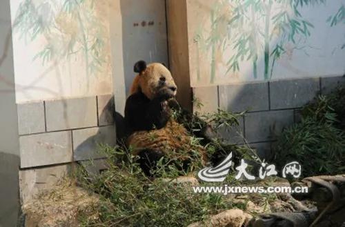 网曝南昌动物园大熊猫变“黄猫”园方称很正常(组图)