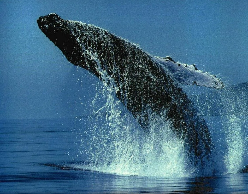 成群座头鲸海面跳跃瞬间：长15米重达30吨(高清组图)