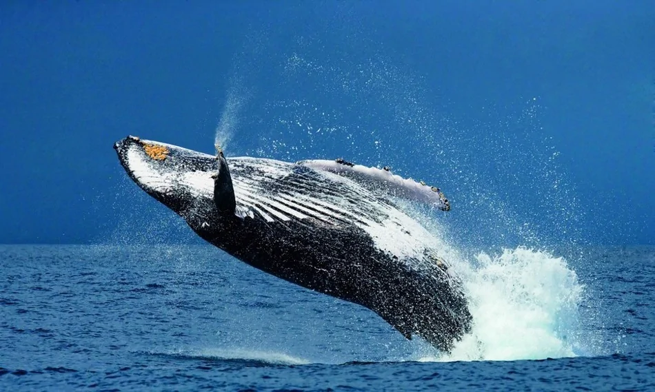 成群座頭鯨海面跳躍瞬間：長15米重達30噸(高清組圖)