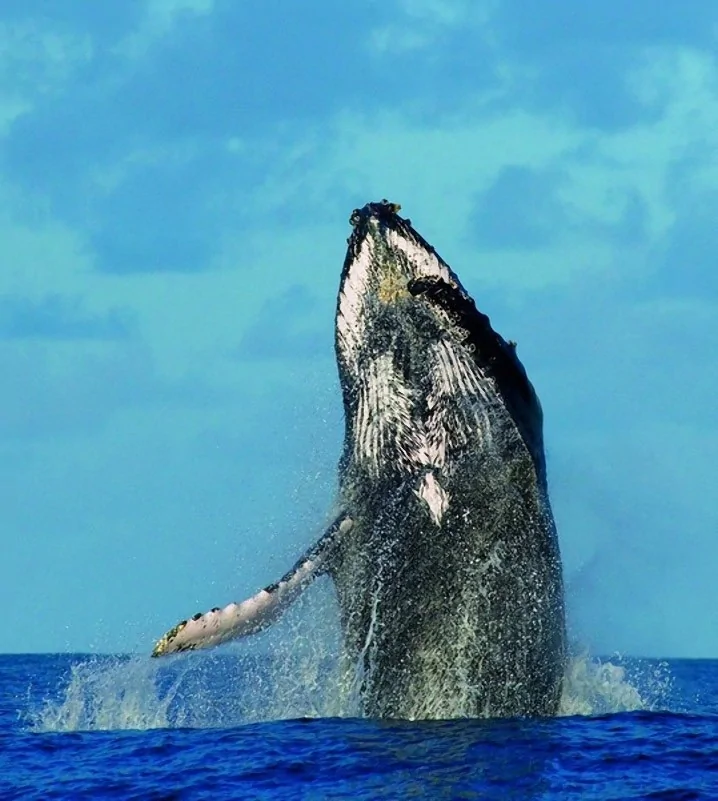 成群座头鲸海面跳跃瞬间：长15米重达30吨(高清组图)