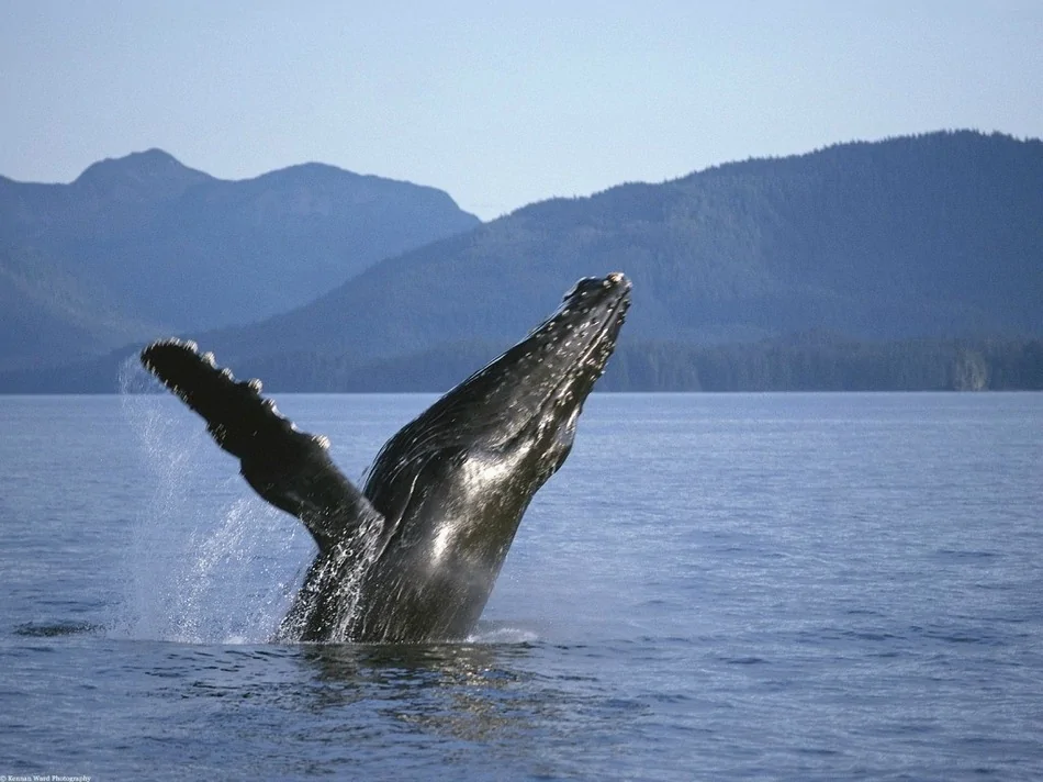 成群座頭鯨海面跳躍瞬間：長15米重達30噸(高清組圖)