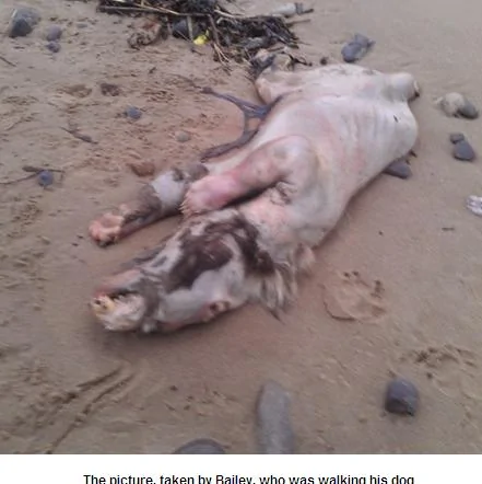 英国威尔士海滩现怪兽尸体全身无毛长有獠牙(组图)