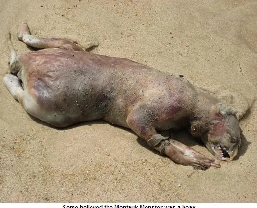 英國威爾斯海灘現怪獸屍體全身無毛長有獠牙(組圖)