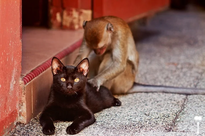 盤點治癒系萌寵:猴子給貓溫情按摩松鼠吃玉米(高清組圖)