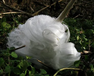 冬天才會開的花：「冰霜凍花」