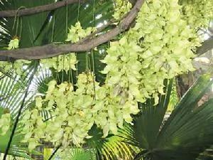 植物界的奇珍异品:禾雀花