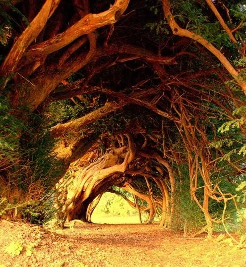 看看全球最美的十個樹隧道