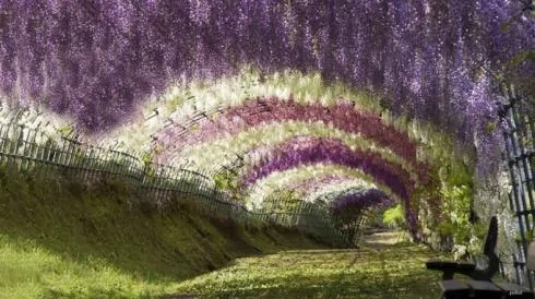 看看全球最美的十个树隧道
