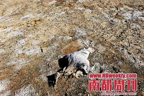 夹边沟亲历者:在饥荒中求生