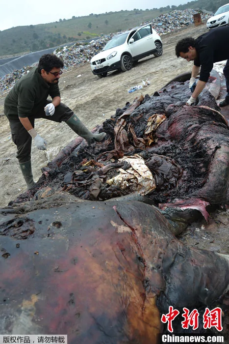 海滩惊现抹香鲸尸体胃部竟有床单等17公斤