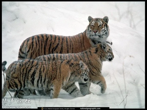 俄国野生虎跨境“出国游”被发现或将在中国定居(组图)