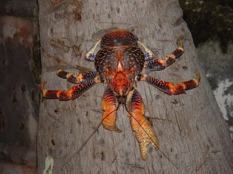 奇特巨型椰子蟹會爬樹：體重最高可達6公斤(高清組圖)