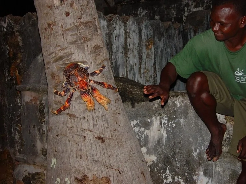 奇特巨型椰子蟹會爬樹：體重最高可達6公斤(高清組圖)