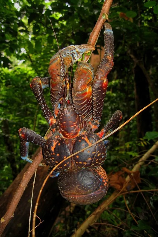 奇特巨型椰子蟹会爬树：体重最高可达6公斤(高清组图)