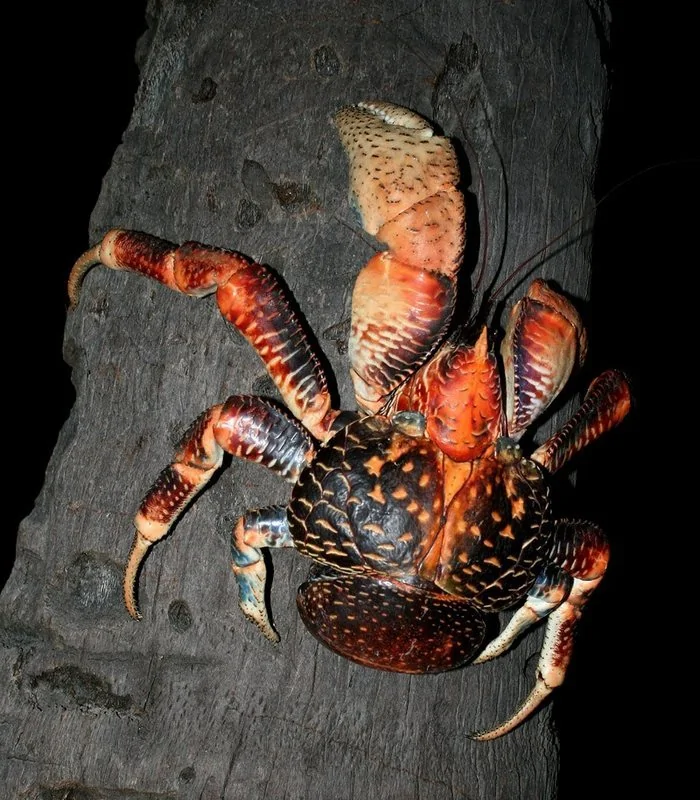 奇特巨型椰子蟹会爬树：体重最高可达6公斤(高清组图)