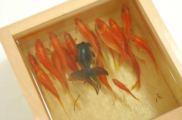 超越3D的金鱼工艺绘画