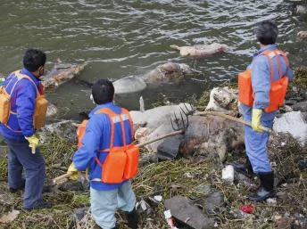 上海工作人员打捞黄浦江漂浮的死猪2013年3月10日