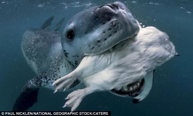 南极海豹抓企鹅向摄影师示好 图组