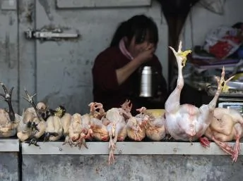 图为安徽一家销售鸡肉的小店。4月1日，上海传出两人死于一种新型的禽流感。