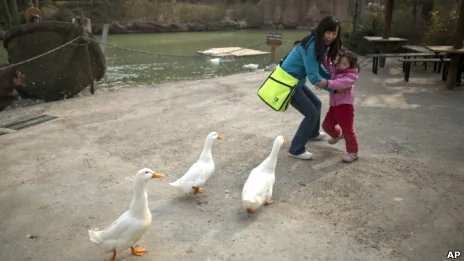 北京一个游乐园里游人被散养的鸭子惊吓