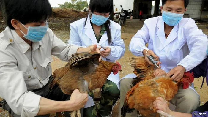 Technical staff from the animal disease prevention and control center inject chickens with the H5N1 bird flu vaccine in Shangsi county, Guangxi Zhuang autonomous region, April3,2013. A total of10 people in China have been confirmed to have contracted H7N9, all in the east of the country. The latest was a64-year-old man from Huzhou in the eastern province of Zhejiang, who state media said on Thursday was admitted to hospital on March31. Picture taken April3,2013. REUTERS/China Daily(CHINA- Tags: HEALTH ANIMALS DISASTER) CHINA OUT. NO COMMERCIAL OR EDITORIAL SALES IN CHINA